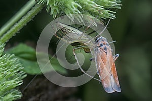 Lynx spider caught a leafhopper for meal