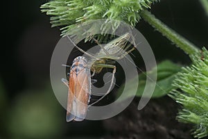 Lynx spider caught a leafhopper for meal