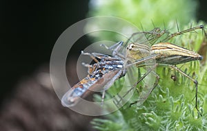 Lynx spider caught a leafhopper for meal