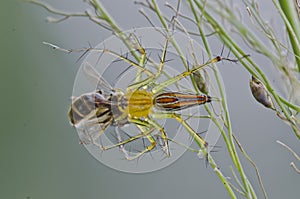 Lynx spider eating a bee