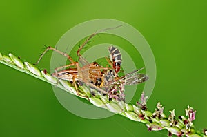 Higo arana comer miel de abeja en 