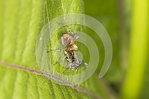 Lynx spider eating a fly at Belding Preserve in Connecticut.