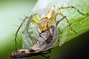 Lynx Spider Eating Grass Hopper