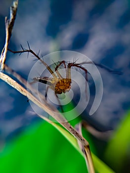 Lynx spider is a family of araneomorph spiders first described by Tamerlan Thorell in 1870. Most species make little use of webs,