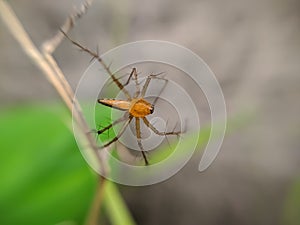 Lynx spider is a family of araneomorph spiders first described by Tamerlan Thorell in 1870. Most species make little use of webs,