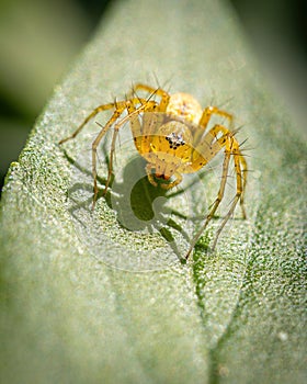 A Lynx spider in a fearsome pose on a leaf