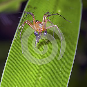 Lynx Spider feeding on a prey