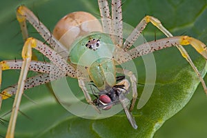 Lynx spider with fly
