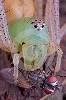 Lynx spider with fly