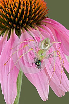 Lynx spider with fly on flower 2