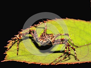 LYNX SPIDER ON THE GREEN LEAF