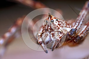 Lynx spider on green leaf