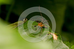 Lynx Spider on the leaf