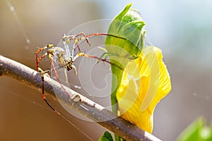 Lynx spider Madagascar