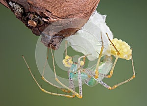 Lynx spider making egg case