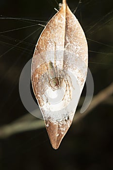 Lynx spider - Oxyopes hamadruas closeup with its eggsack , Amba , Kolhapur