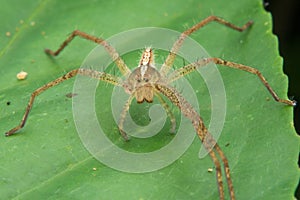 Lynx spider ï¼ Oxyopidae close-up