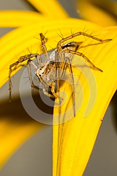 A Lynx Spider