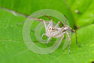Lynx spider on plant