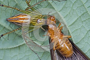 Lynx spider with prey