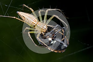 A Lynx spider with prey - a shield bug - on a web