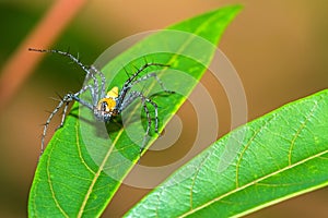 Lynx Spider, Yellow body and black legs ambush small insects as food on green leaf