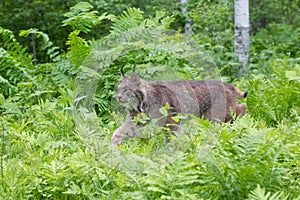 Lynx stalking in green ferns