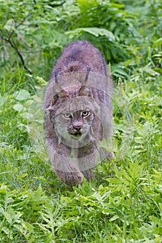 Lynx stalking prey in vertical photograph