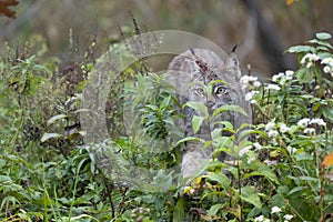 Lynx stalking through underbrush