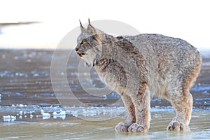 Lynx standing on ice