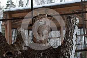 Lynx standing on a tree in cage