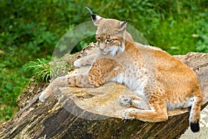 Lynx on a stomp very agile