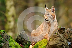 Lynx in stone rock. Walking Eurasian wild cat on green mossy stone, green trees in background. Wild cat in nature habitat, Czech,