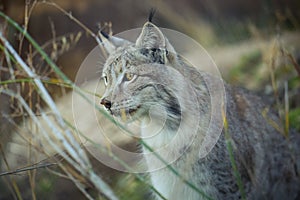 Lynx Thinking