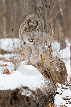 Lynx walking along forest log