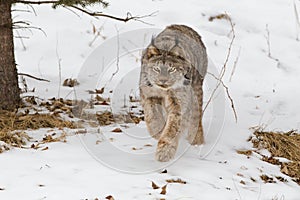 Lynx walking along forest in winter