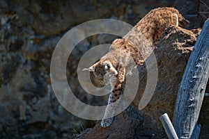 Lynx walking along ridge past dead log