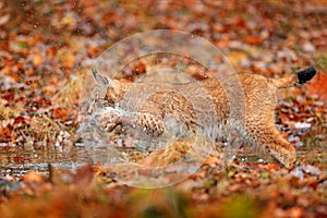 Lynx walking in the orange leaves with water. Wild animal hidden in nature habitat, Germany. Wildlife scene from forest, Germany.