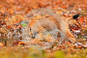 Lynx walking in the orange leaves with water. Wild animal hidden in nature habitat, Germany. Wildlife scene from forest, Germany.