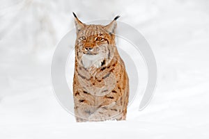 Lynx walking, wild cat in the forest with snow. Wildlife scene from winter nature. Cute big cat in habitat, cold condition.  Snowy