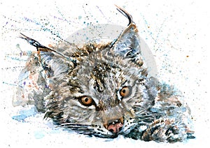 Lynx watercolor predator animals wildlife painting