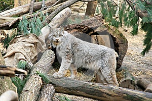 Lynx in the Wild