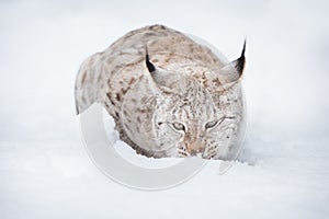 Lynx in Winter