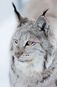 Lynx in the winter