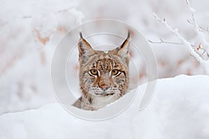 Lynx, winter wildlife. Cute big cat in habitat, cold condition. Snowy forest with beautiful animal wild lynx, Poland. Eurasian