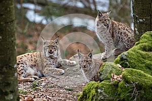 Lynxes in the Bavarian Forest, Germany