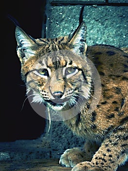 Lynxes have a whiskered beard and the tips of the ears have black hairbrushes