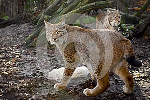Lynxes with prey