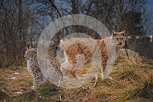 A lynxmother with her baby