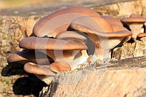 Lyophyllum decastes autumn mushroom growing on a dead tree trunk